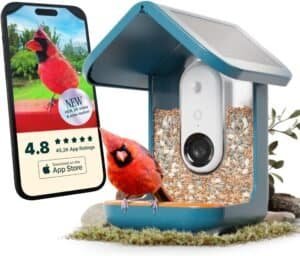 Birdfy Smart Bird Feeder Review : best smart bird feeder: Smartphone screen showing Birdfy app with live bird feed and notifications